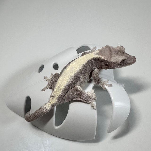 루왁 릴리 솔리드백