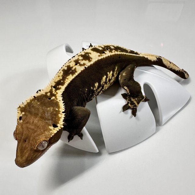 100%헷아잔틱 쿼드 핀스트라이프