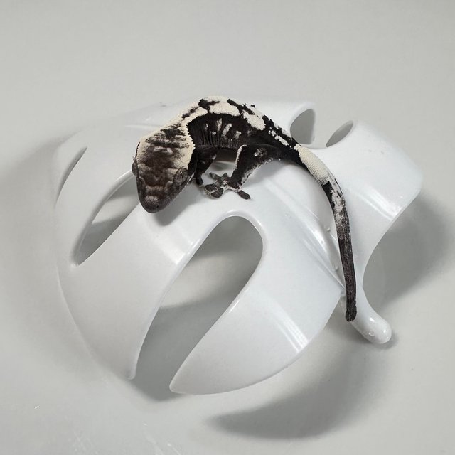 세이블 아잔틱 화이트스팟