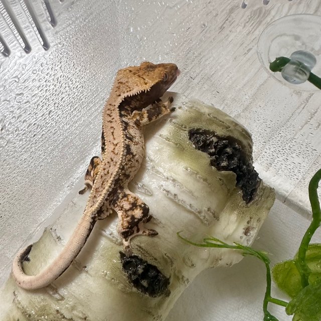 노멀 풀핀 드리피 화이트스팟