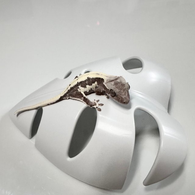 릴잔틱 솔리드백