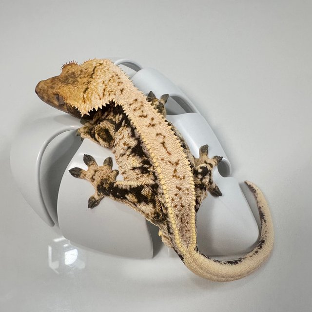 노멀 드리피 화이트스팟