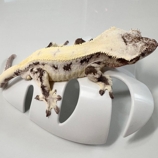 릴리 세이블 솔리드백