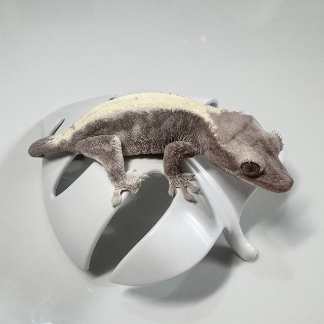 루왁 릴리 솔리드백