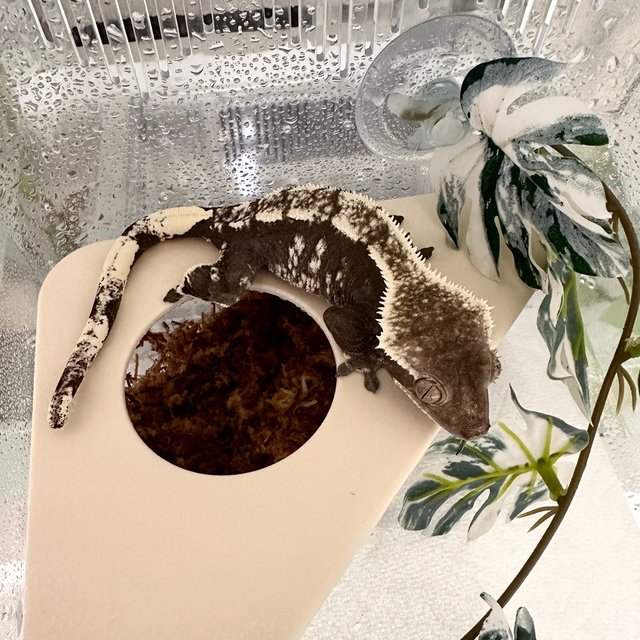 아잔틱 화이트스팟