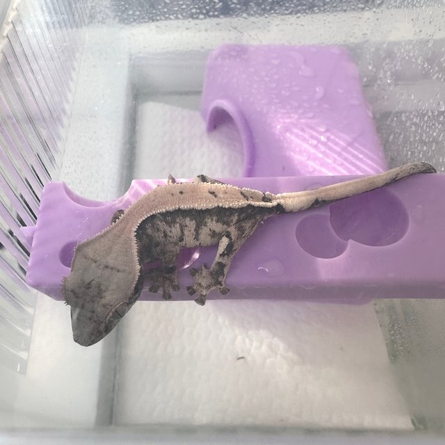 세이블 솔리드백 화이트스팟