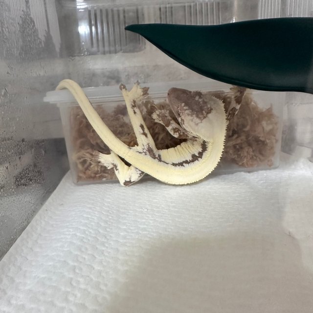 릴리 세이블 솔리드백