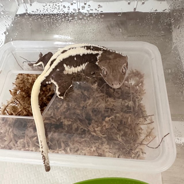 릴잔틱 슈퍼스트라이프