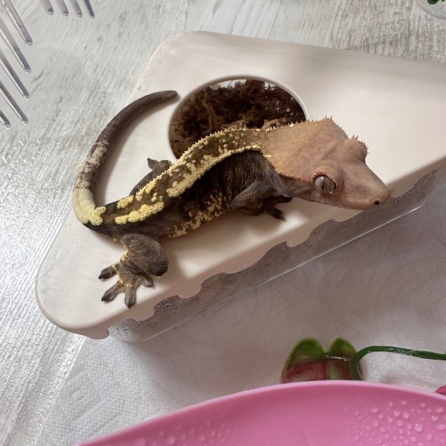 세이블 카푸치노