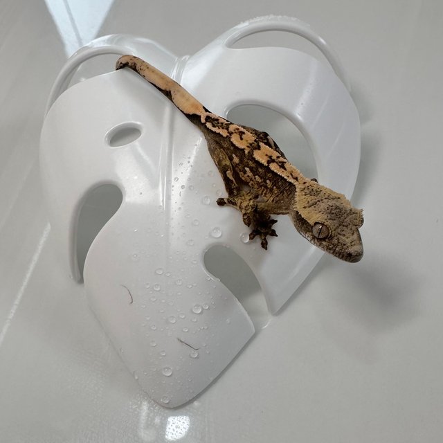 노멀 화이트스팟