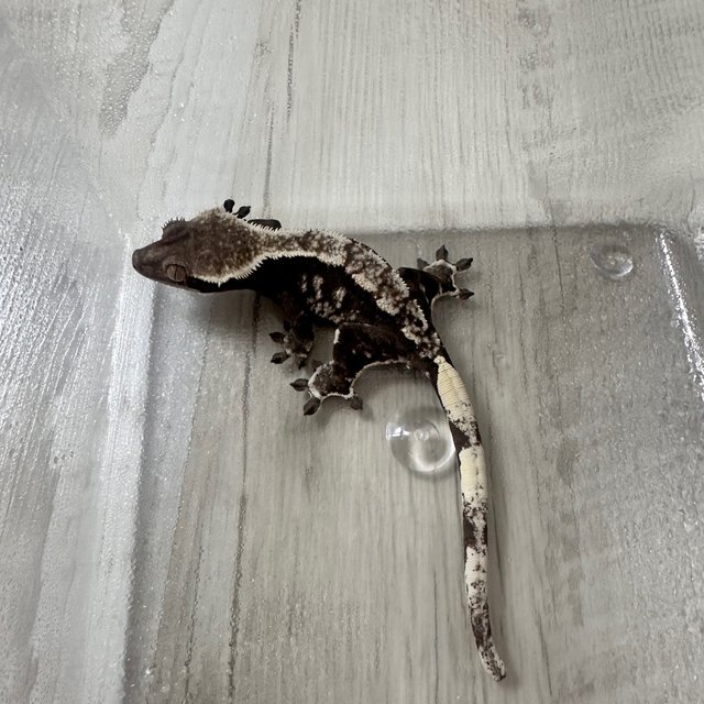 아잔틱 화이트스팟