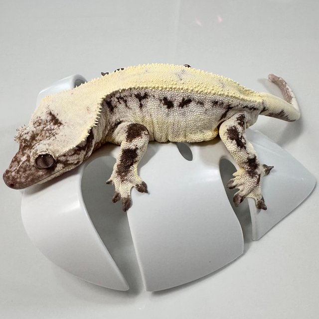 릴리 세이블 솔리드백