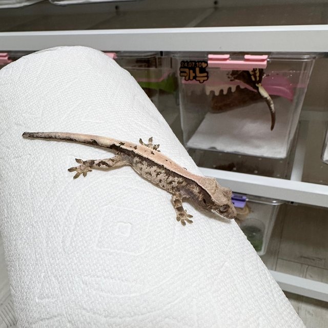 세이블 솔리드백 화이트스팟