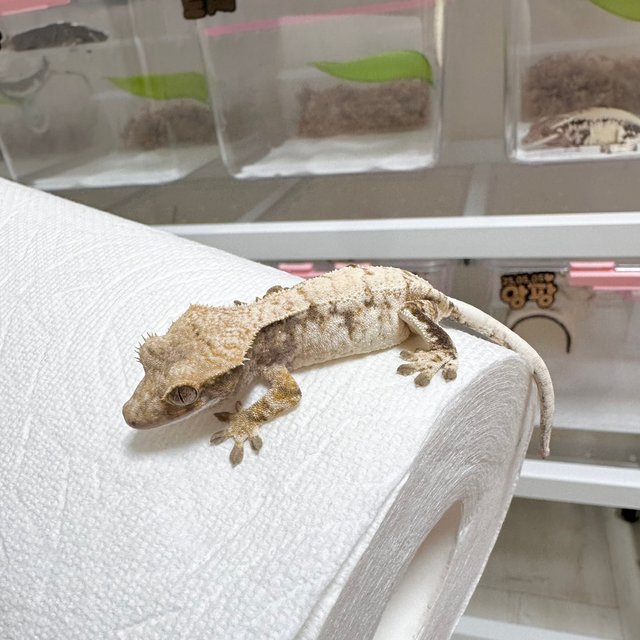 세이블 드리피 화이트스팟