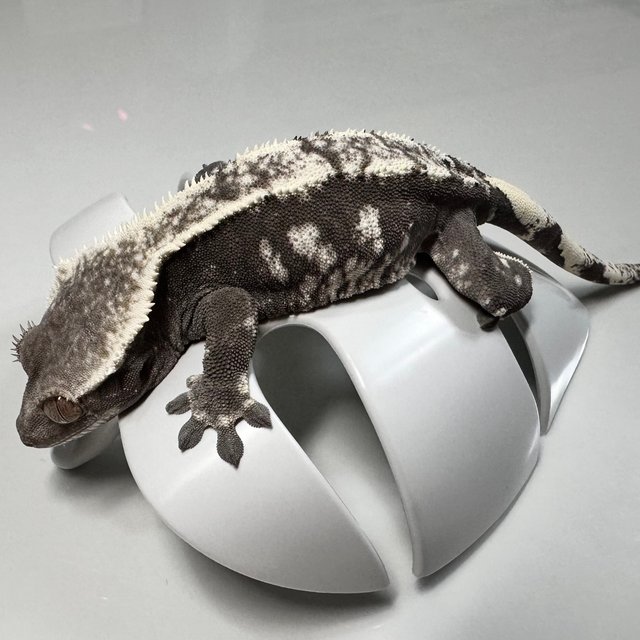 아잔틱 화이트스팟