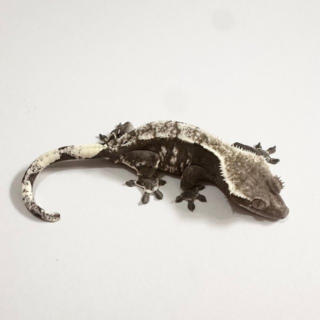 아잔틱 화이트스팟