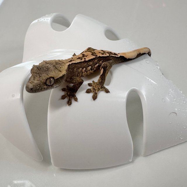 노멀 화이트스팟