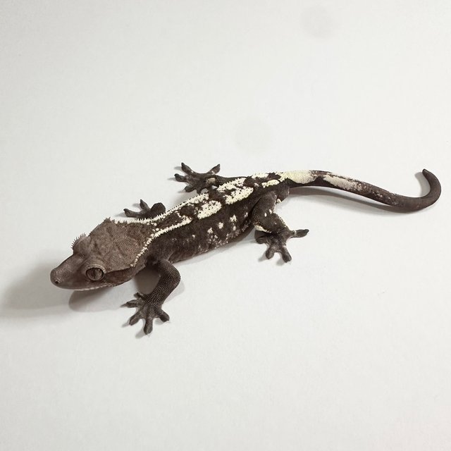 세이블 아잔틱 화이트스팟