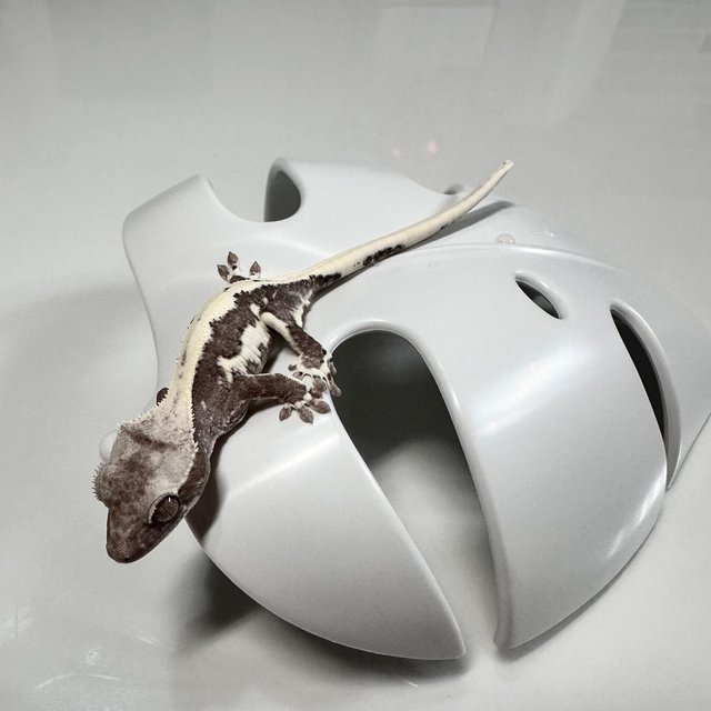 릴잔틱 솔리드백