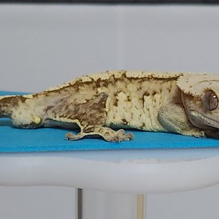 크림시클