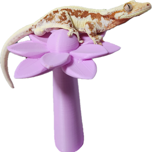피나