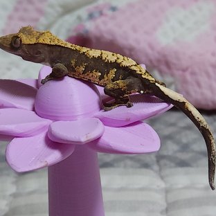 노멀
