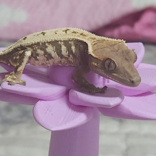 세이블