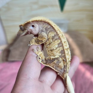 트라이 익스트림할리퀸