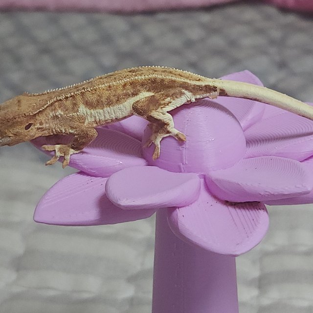 크림 팬텀 릴리화이트