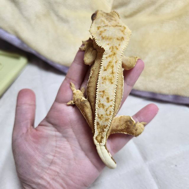 크림시클