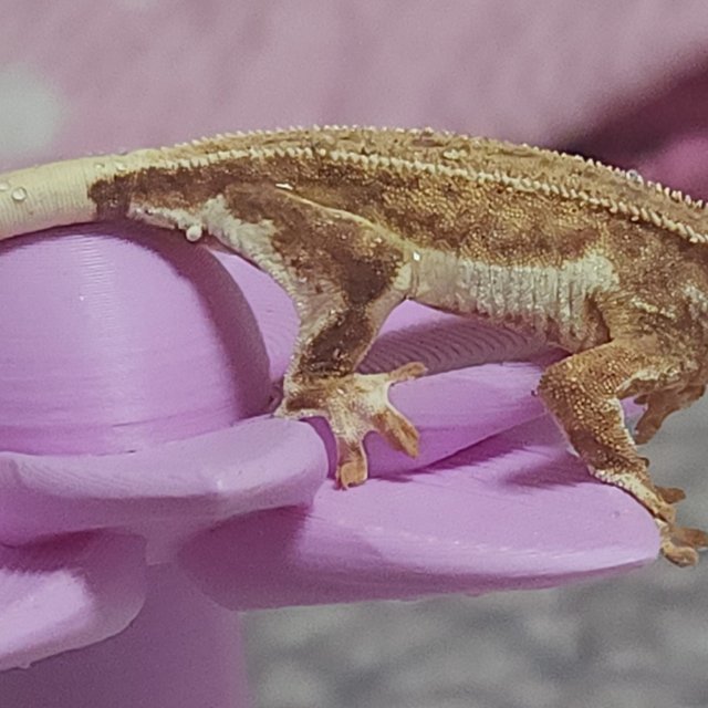 크림 팬텀 릴리화이트