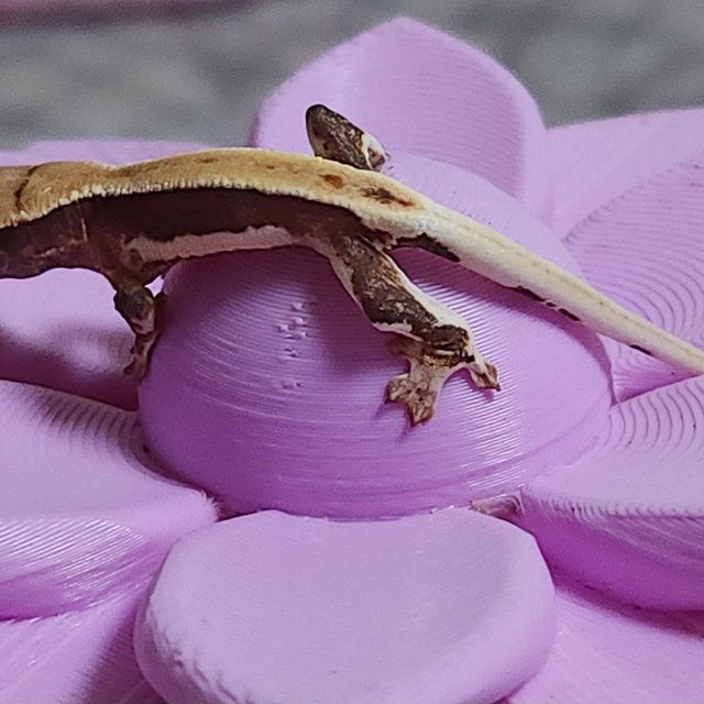 풀핀 릴리화이트