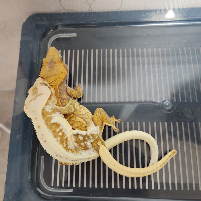 트라이 익스트림할리퀸