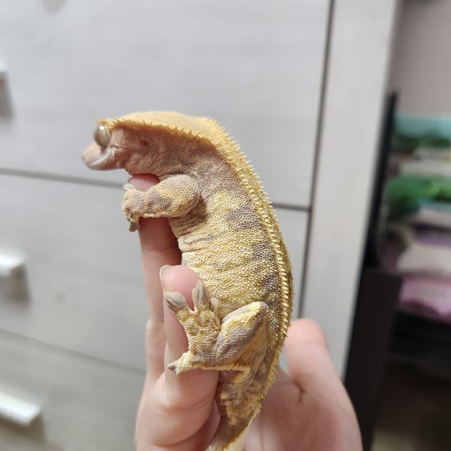 트라이 익스트림할리퀸