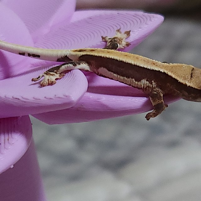 풀핀 릴리화이트