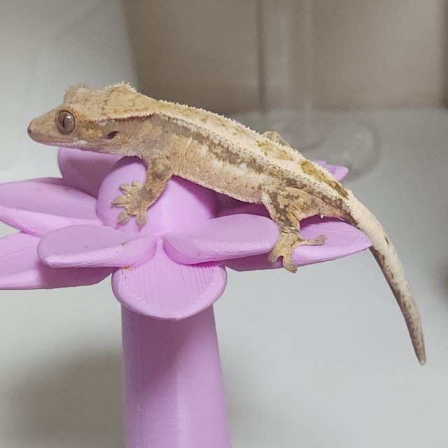 세이블