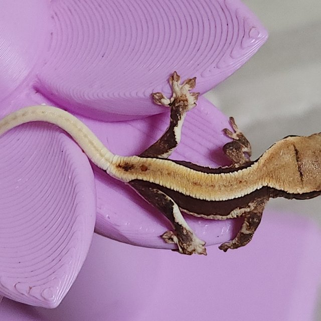 풀핀 릴리화이트