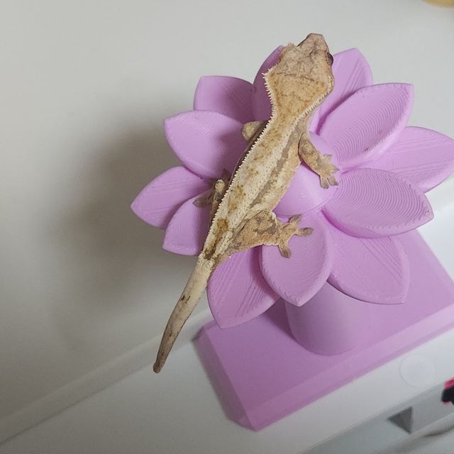 세이블
