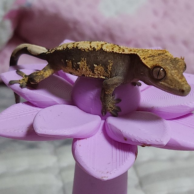 노멀