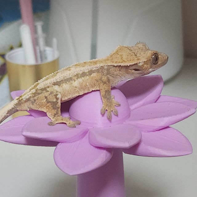 세이블