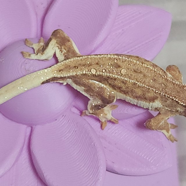 크림 팬텀 릴리화이트