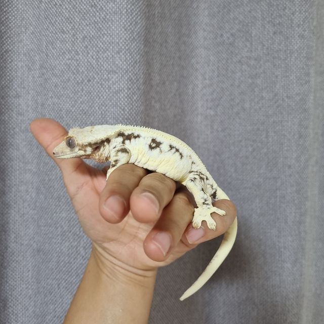 릴리화이트
