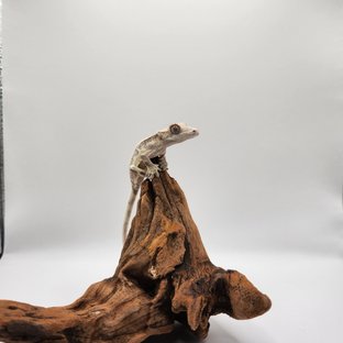 릴리 세이블 화이트 세이블