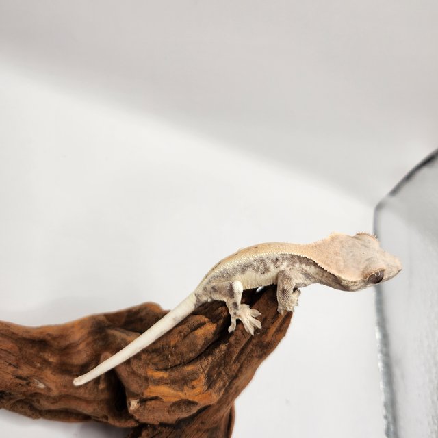 릴리 세이블 화이트 세이블