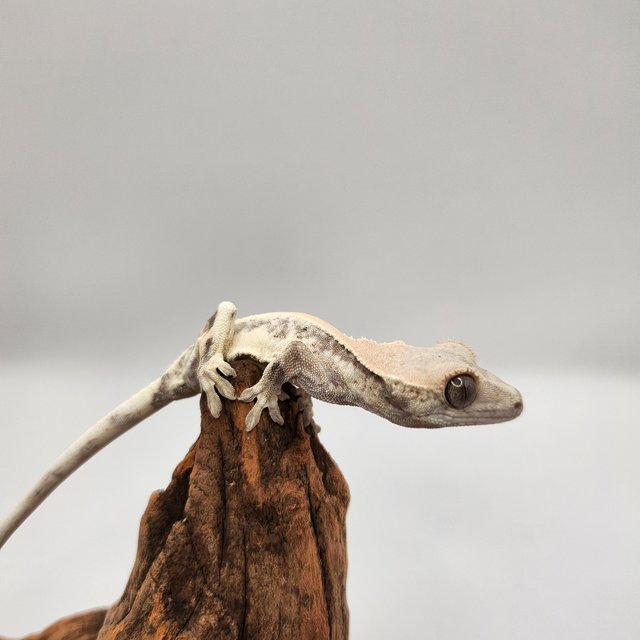 릴리 세이블 화이트 세이블