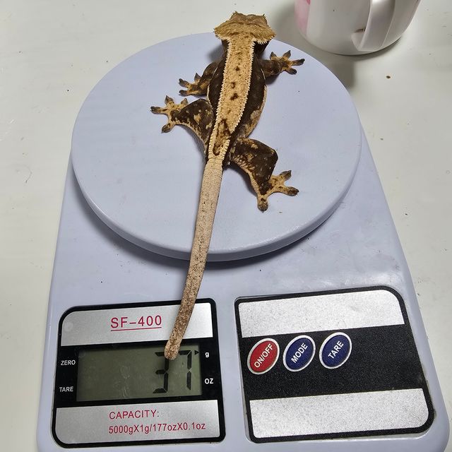 100%헷아잔틱 쿼드 풀핀