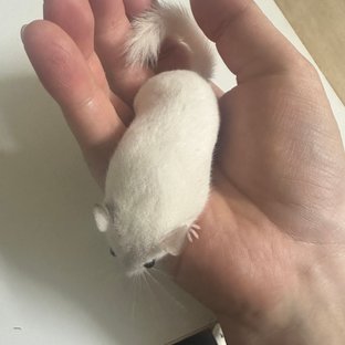 루시스틱 마스크