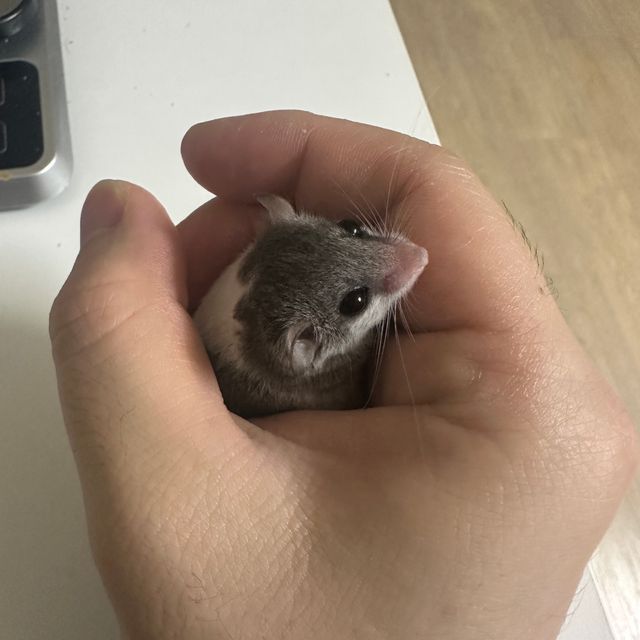 오레오