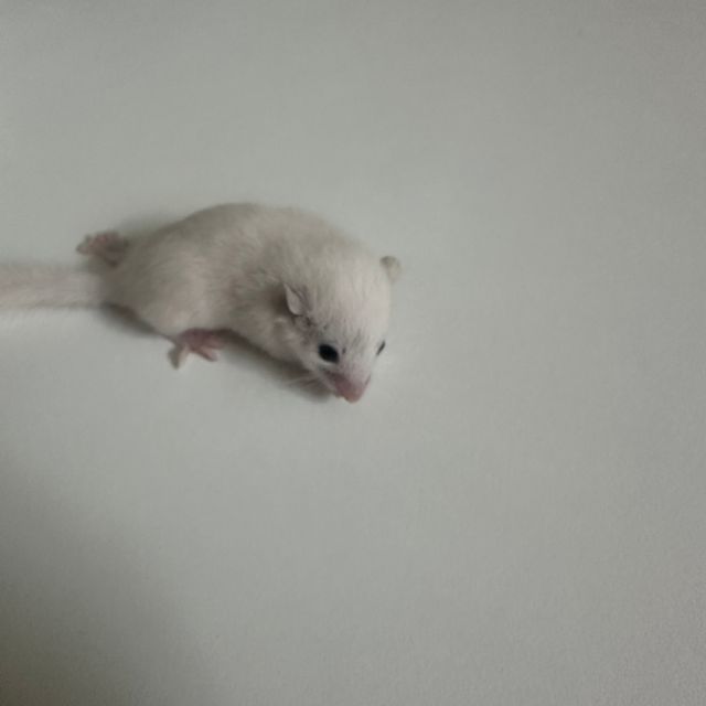 루시스틱 하이 화이트