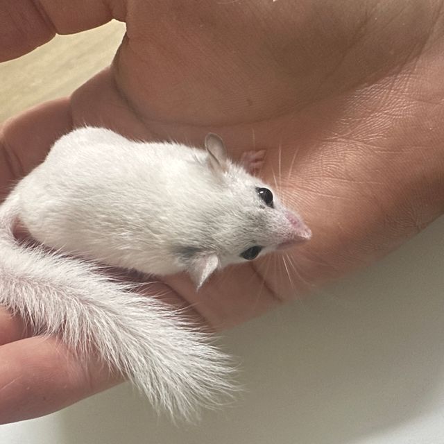 하이 화이트 루시스틱